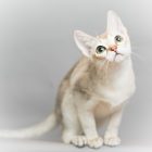 シンガプーラ ACELAの子猫 セーブルティックドタビー メス Singapura Kittens Sakuraquiet Acela Sable ticked tabby female