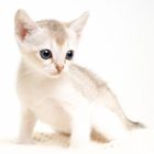 シンガプーラ ACELAの子猫 セーブルティックドタビー メス Singapura Kittens Sakuraquiet Acela Sable ticked tabby female