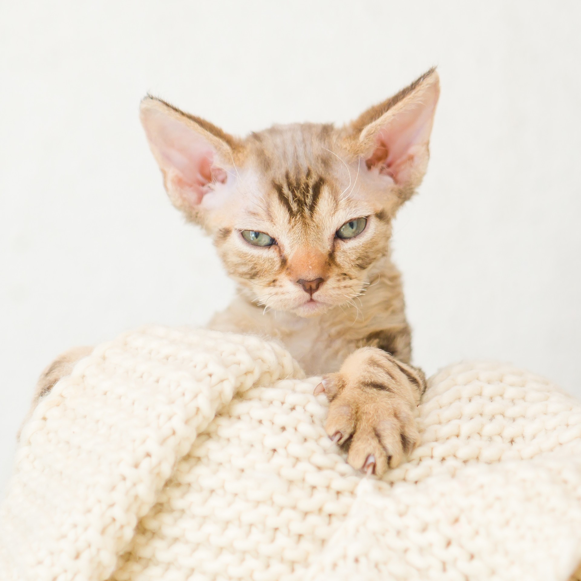デボンレックス KIKIの仔猫 チョコレートクラシックタビー オス Devon Rex Kittens KIKI Chocolateclassicltabby male