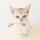 シンガプーラ LUGHの子猫 セーブルティックドタビー メス Singapura Kittens Sakuraquiet Lugh Sable ticked tabby female