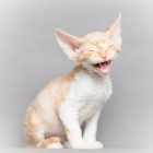 デボンレックス SNIPの仔猫 レッドクラシックタビーアンドホワイト オス Devon Rex Kittens SNIP RedClassicTabbyWhite male