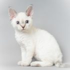 デボンレックス SNIPの仔猫 リンクスポイントメス Devon Rex Kittens SNIP Lynxpoint female