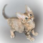 デボンレックス SNIPの仔猫 ブラウンクラシックトービー メス Devon Rex Kittens SNIP BrownClassicTorbie female