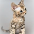デボンレックス SNIPの仔猫 ブラウンクラシックトービー メス Devon Rex Kittens SNIP BrownClassicTorbie female