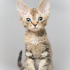 デボンレックス SNIPの仔猫 ブラウンクラシックトービー メス Devon Rex Kittens SNIP BrownClassicTorbie female