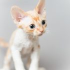 デボンレックス SNIPの仔猫 レッドクラシックタビーアンドホワイト オス Devon Rex Kittens SNIP RedClassicTabbyWhite male