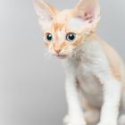 デボンレックス SNIPの仔猫 レッドクラシックタビーアンドホワイト オス Devon Rex Kittens SNIP RedClassicTabbyWhite male