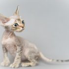 デボンレックス SNIPの仔猫 チョコレートマッカレルタビー オス Devon Rex Kittens SNIP ChocolateMackerelTabby male