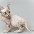 デボンレックス SNIPの仔猫 チョコレートマッカレルタビー オス Devon Rex Kittens SNIP ChocolateMackerelTabby male