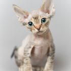 デボンレックス SNIPの仔猫 チョコレートマッカレルタビー オス Devon Rex Kittens SNIP ChocolateMackerelTabby male