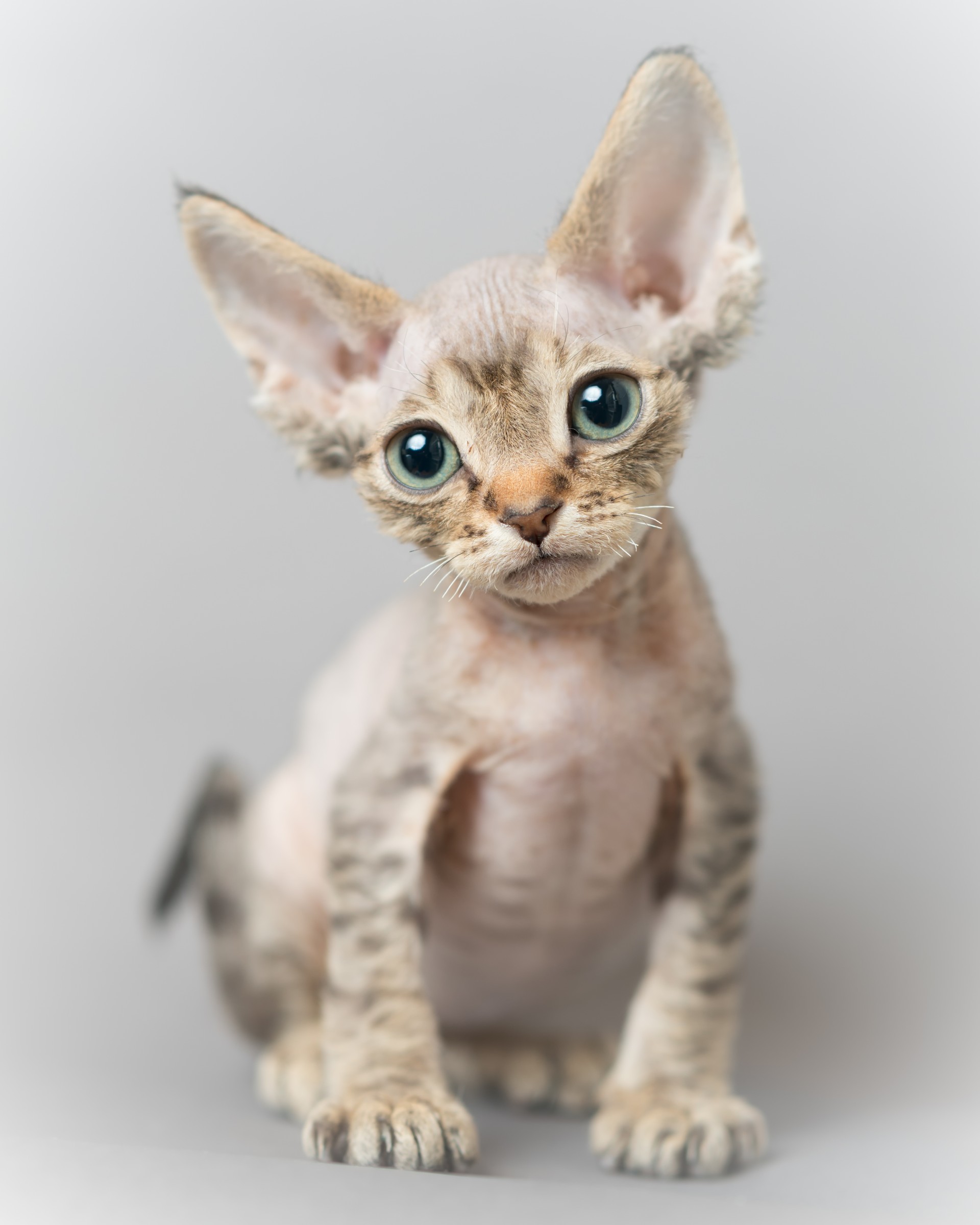 デボンレックス SNIPの仔猫 チョコレートマッカレルタビー オス Devon Rex Kittens SNIP ChocolateMackerelTabby male