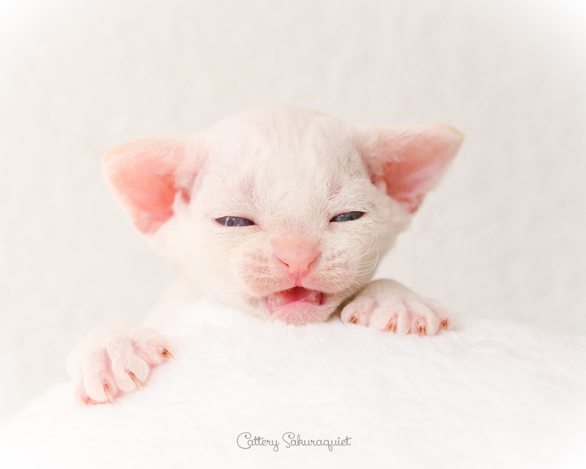 デボンレックス SNIPの仔猫 レッドリンクスポイント&ホワイト オス Devon Rex Kittens SNIP Red lynx point&white male