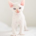 デボンレックス SNIPの仔猫 レッドリンクスポイント&ホワイト オス Devon Rex Kittens SNIP Red lynx point&white male
