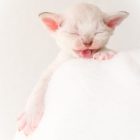 デボンレックス SNIPの仔猫 リンクスポイント&ホワイト オス Devon Rex Kittens SNIP lynx point white male