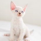 デボンレックス SNIPの仔猫 リンクスポイント&ホワイト オス Devon Rex Kittens SNIP lynx point white male