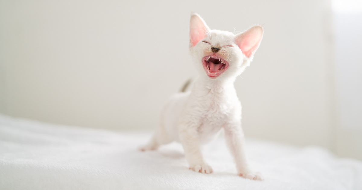 デボンレックス SNIPの仔猫 リンクスポイント&ホワイト オス Devon Rex Kittens SNIP lynx point white male