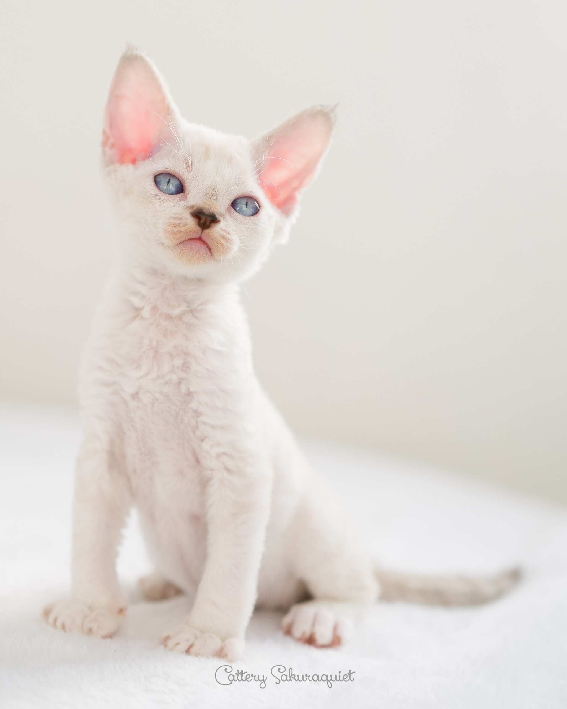 デボンレックス SNIPの仔猫 リンクスポイント&ホワイト オス Devon Rex Kittens SNIP lynx point white male