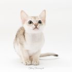 シンガプーラ ACELAの子猫 セーブルティックドタビー オス Singapura Kittens Sakuraquiet Acela Sable ticked tabby male