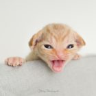 デボンレックス MAKOREの仔猫 レッドクラシックタビー オス Devon Rex Kittens MAKORE RedClassicTabby male