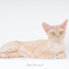猫写真家でデボンレックスとシンガプーラなキャッテリー | Sakuraquiet Photo & Cattery