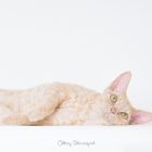 猫写真家でデボンレックスとシンガプーラなキャッテリー | Sakuraquiet Photo & Cattery