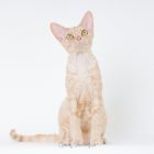 猫写真家でデボンレックスとシンガプーラなキャッテリー | Sakuraquiet Photo & Cattery