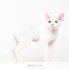 猫写真家でデボンレックスとシンガプーラなキャッテリー | Sakuraquiet Photo & Cattery