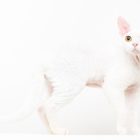 猫写真家でデボンレックスとシンガプーラなキャッテリー | Sakuraquiet Photo & Cattery