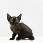 デボンレックス CHIKURINの仔猫 ブラック オス Devon Rex Kittens CHIKURIN Black male