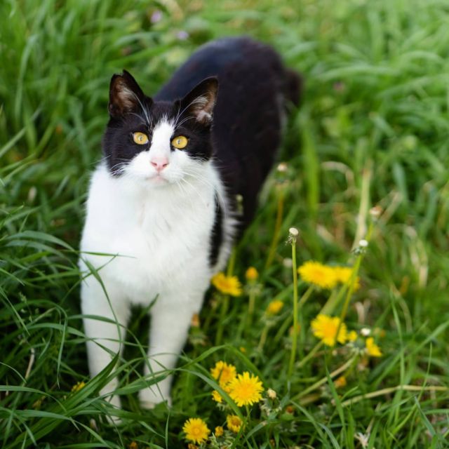 綿毛を見おくり次の季節へ #猫 #cat #dandelion
