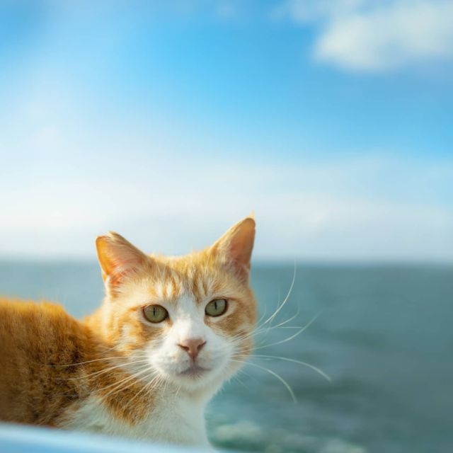 ひげそよぐ渚 #猫 #cat