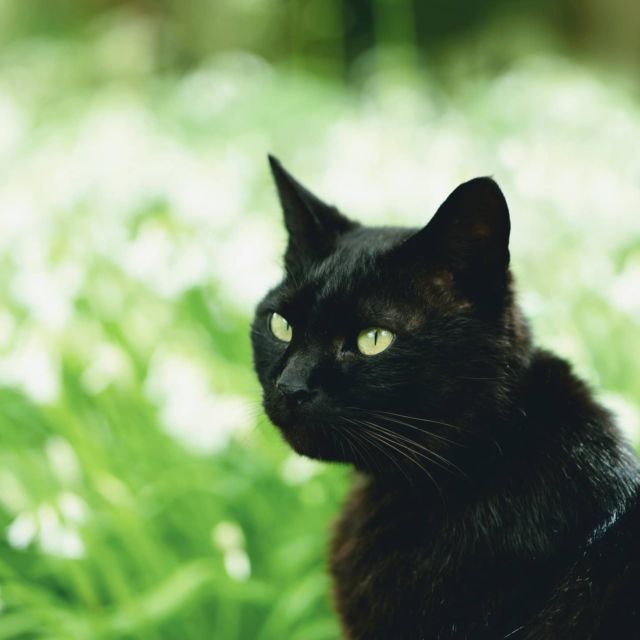 春のうららの #黒猫 #blackcat #猫 #cat
