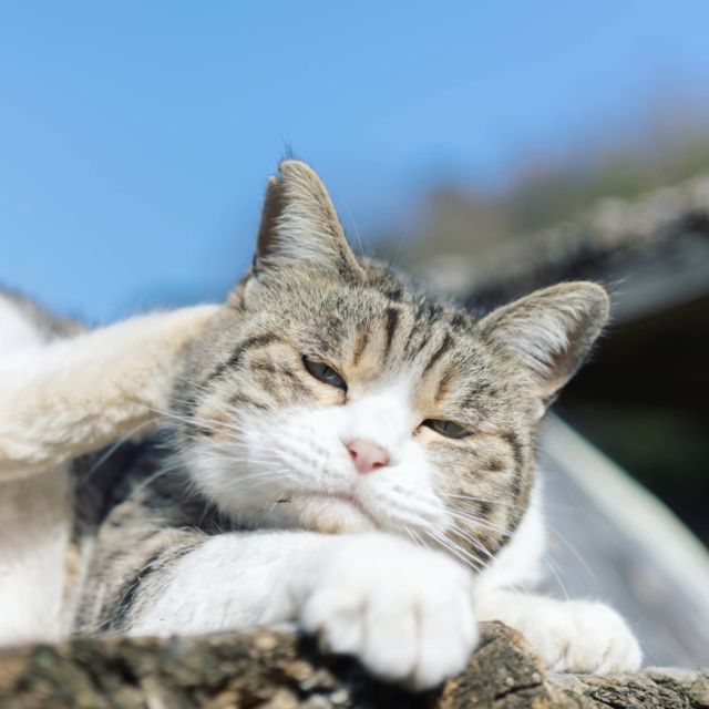 ご尊顔を仰ぐ会 #猫 #cat #bluesky