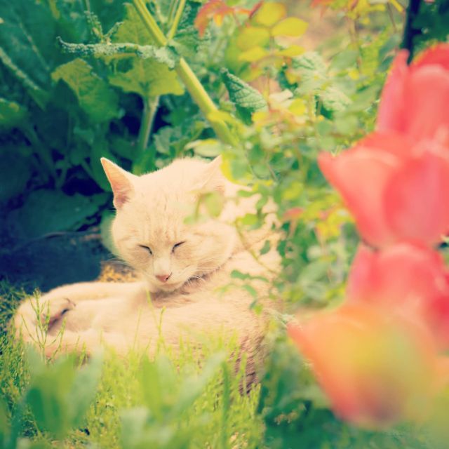 白昼夢のようなひみつの花園 #猫 #cat #daydream #naptime