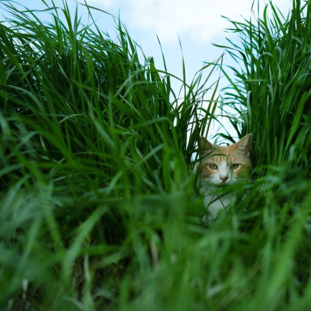 じっとり草間さん #cat #猫 #bushcat