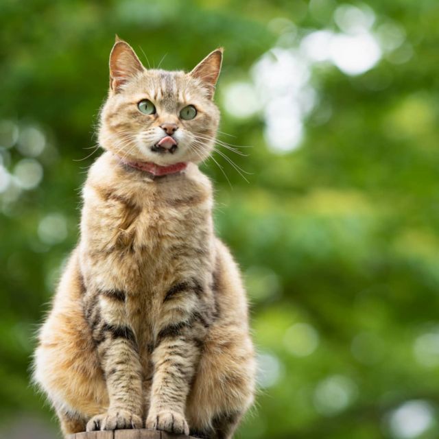 おはようさん #猫 #cat #tabbycat