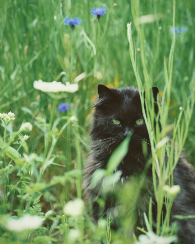 猫と草花 #cat #猫 #quietly