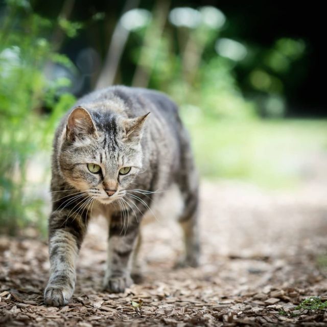 さがしもの #cat #猫 #whatyoulookingfor