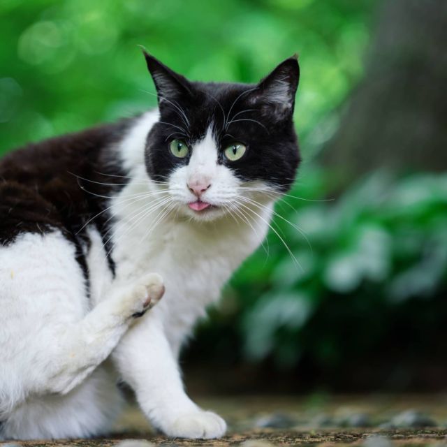 舌でてーる #cat #猫 #cattongue