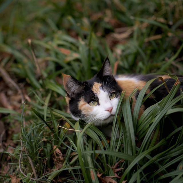 ひとやすみん #cat #猫