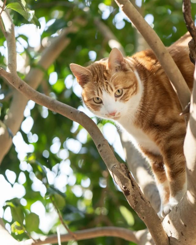 キノボリネコ #cat #猫 #climbingcat