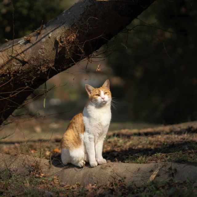 季節は巡るよ #cat #猫 #sunbathingcat