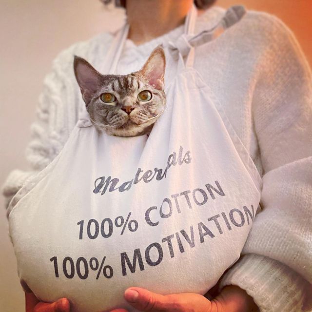 家族として仔猫を迎えたい方へ | Sakuraquiet Photo & Cattery