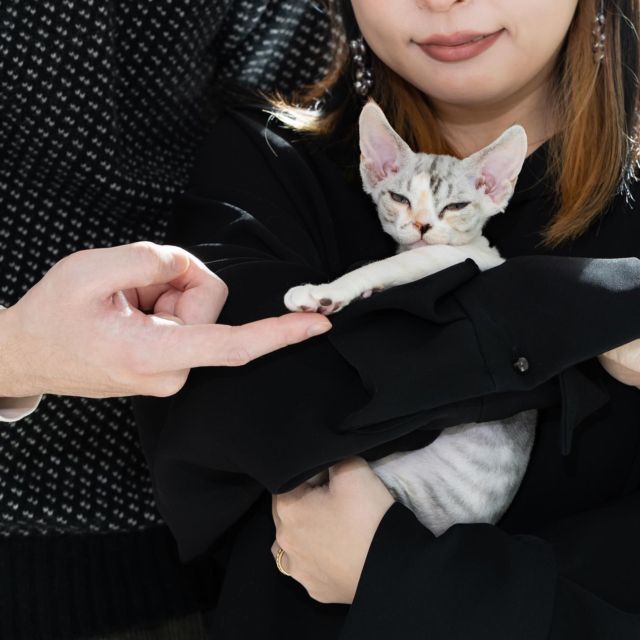 Mya ちゃん、お迎えの日の思い出。
⁡
・・・
⁡
#ヒャクパーセントネコ by #Cattery #Sakuraquiet | 100% Neko は #キャッテリー 併設の #デボンレックス のいる #猫カフェ です。#子猫 の見学も可能です。
⁡
#devonrex #kitten #devonrexkitten #devonrexcattery #デボンレックス子猫 #デボンレックスブリーダー #デボンレックスキャッテリー
