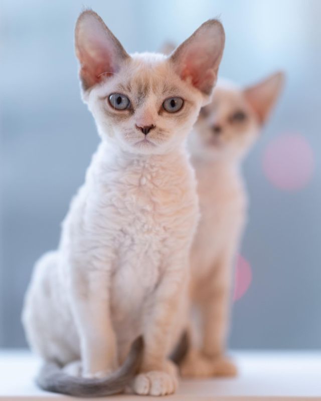 The Double / ソックリクリボー👥
⁡
・・・
⁡
#ヒャクパーセントネコ by #Cattery #Sakuraquiet | 100% Neko は #キャッテリー 併設の #デボンレックス のいる #猫カフェ です。#子猫 の見学も可能です。
⁡
#devonrex #kitten #devonrexkitten #devonrexcattery #デボンレックス子猫 #デボンレックスブリーダー #デボンレックスキャッテリー