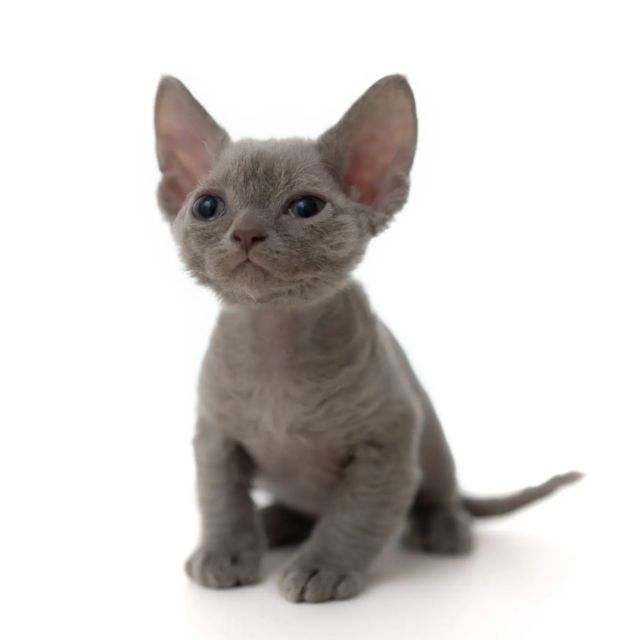 ライラックくんです。
元日生まれの兄弟でございます。

・・・

#ヒャクパーセントネコ by #Cattery #Sakuraquiet | 100% Neko は #キャッテリー 併設の #デボンレックス のいる #猫カフェ です。

#devonrex #kitten #devonrexkitten #devonrexcattery #デボンレックス子猫 #デボンレックスブリーダー #デボンレックスキャッテリー