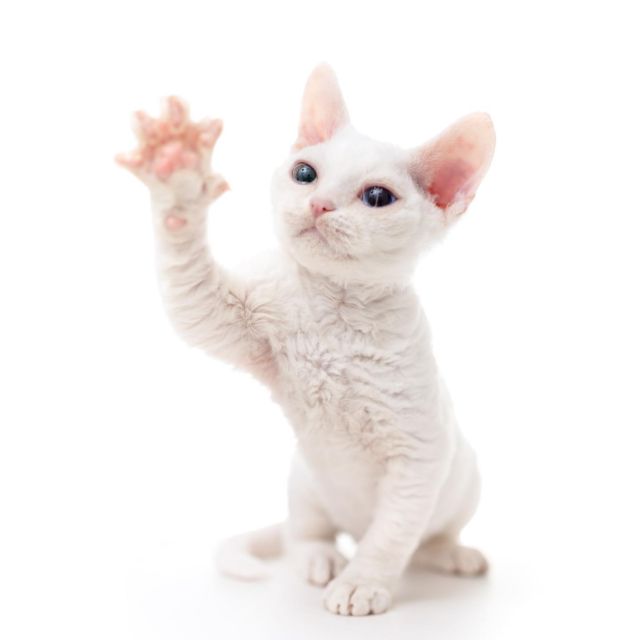 チャペックくんは、ちょっとスローモーなオッドアイ。
会いに来てね。
⁡
・・・
⁡
#ヒャクパーセントネコ by #Cattery #Sakuraquiet | 100% Neko は #キャッテリー 併設の #デボンレックス のいる #猫カフェ です。
⁡
#devonrex #kitten #devonrexkitten #devonrexcattery #デボンレックス子猫 #デボンレックスブリーダー #デボンレックスキャッテリー