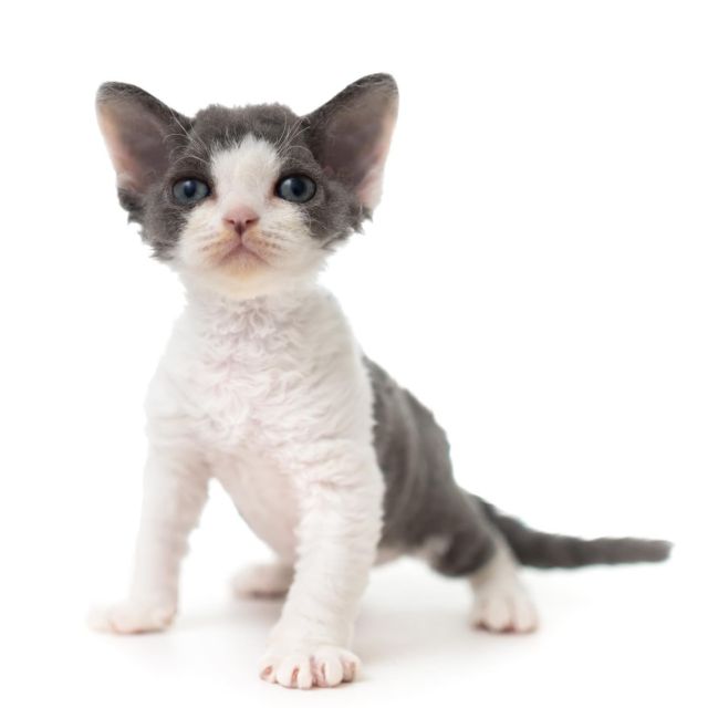 ブルーアンドホワイトのオクチノマワリヨゴスくんです。
⁡
・・・
⁡
#ヒャクパーセントネコ by #Cattery #Sakuraquiet | 100% Neko は #キャッテリー 併設の #デボンレックス のいる #猫カフェ です。
⁡
#devonrex #kitten #devonrexkitten #devonrexcattery #デボンレックス子猫 #デボンレックスブリーダー #デボンレックスキャッテリー