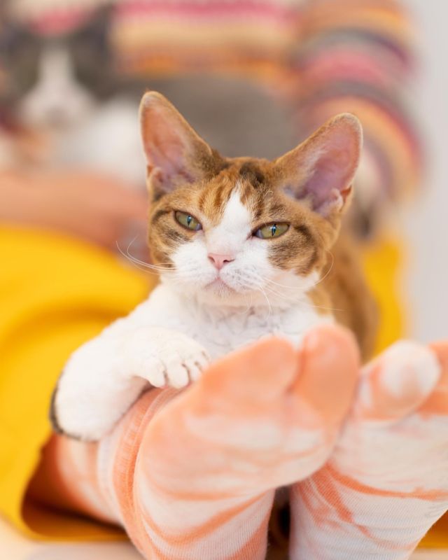 まいにちがスペシャルだから✨
⁡
・・・
⁡
#ヒャクパーセントネコ by #Cattery #Sakuraquiet | 100% Neko は #キャッテリー 併設の #デボンレックス のいる #猫カフェ です。
⁡
#devonrex #kitten #devonrexkitten #devonrexcattery #デボンレックス子猫 #デボンレックスブリーダー #デボンレックスキャッテリー