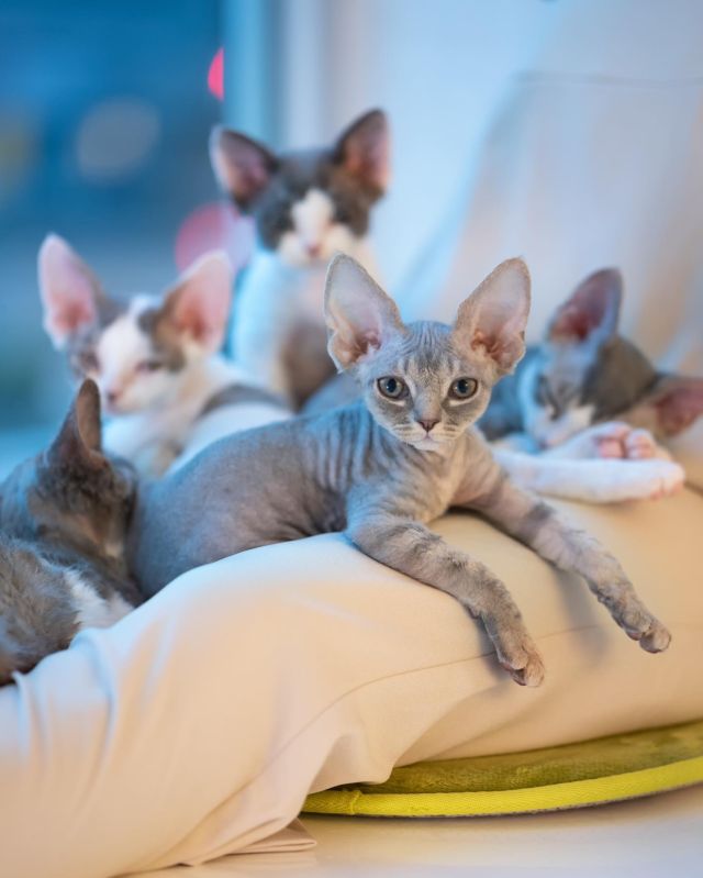 2月3日生まれたちヶ丘。
⁡
・・・
⁡
#ヒャクパーセントネコ by #Cattery #Sakuraquiet | 100% Neko は #キャッテリー 併設の #デボンレックス のいる #猫カフェ です。たくさんの #子猫 たちが生まれています。ご見学も可能です。
⁡
#devonrex #kitten #devonrexkitten #devonrexcattery #デボンレックス子猫 #デボンレックスブリーダー #デボンレックスキャッテリー